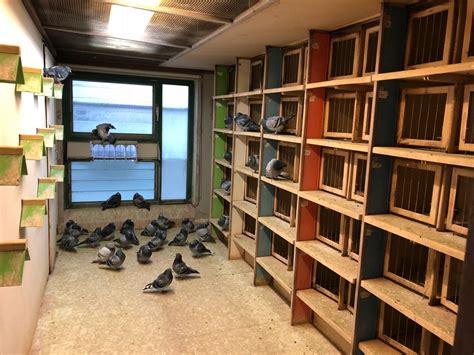 Raymund Hermes loft visit 2018 – International Sea Pigeons